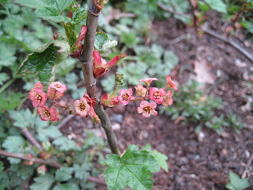 Ribes laxiflorum